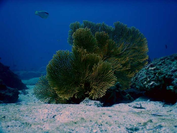 divecambodia-coral